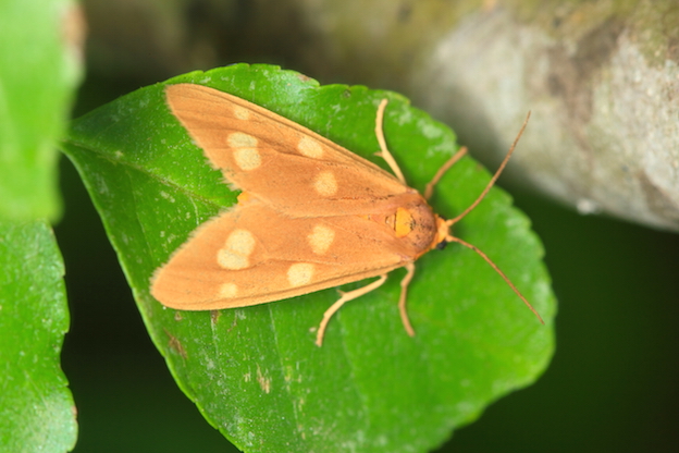 Erebidae 1 - Dysauxes famula